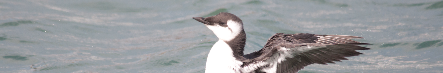 Marbled Murrelet in San Francisco Bay